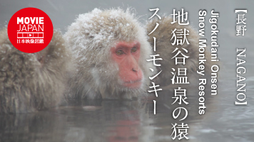 長野　志賀高原　地獄谷温泉の猿　スノーモンキー