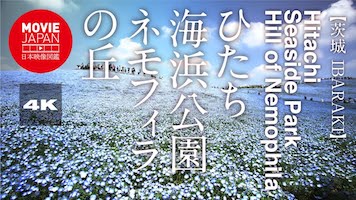 茨城　ひたち海浜公園 ネモフィラの丘