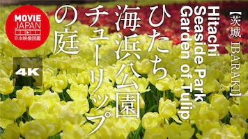 茨城　ひたち海浜公園 チューリップの庭