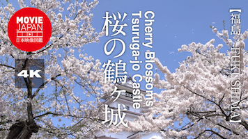 福島　会津　桜の鶴ヶ城