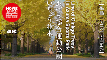 福島　あづま総合運動公園 いちょう並木