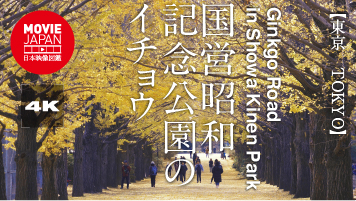 東京　立川　国営昭和記念公園のイチョウ