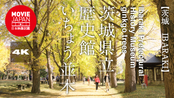 茨城県立歴史館 いちょう並木