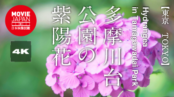 東京　多摩川台公園の紫陽花